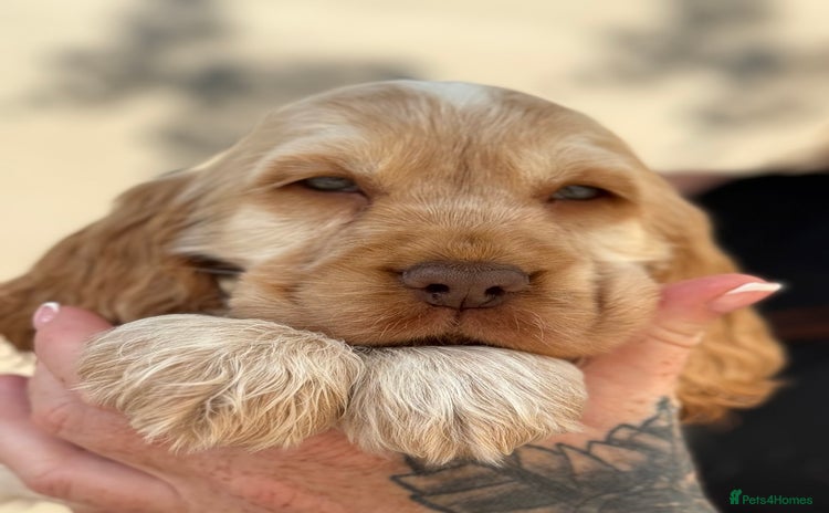 Cocker Spaniel dogs - Advert 4