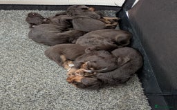 Cocker Spaniel dogs for sale: Chocolate/Chocolate Tan working cocker pups - Advert 6