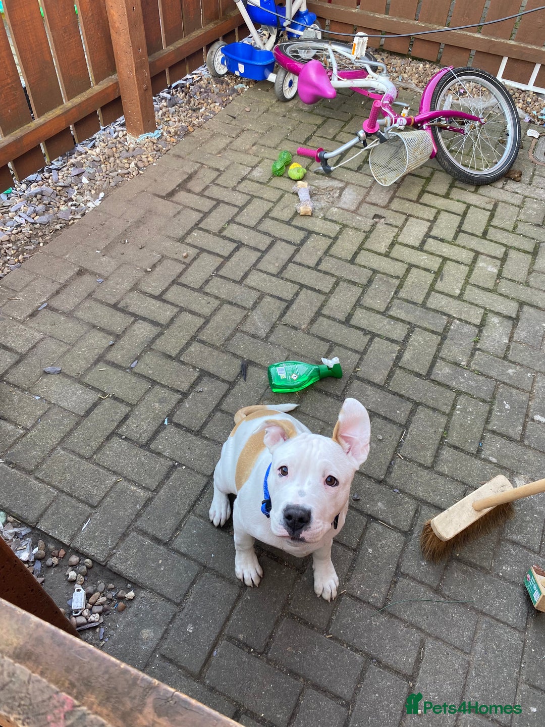 American Bulldog dogs for sale: Bruce - Image 2