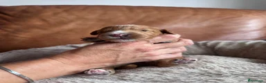 Bowie 