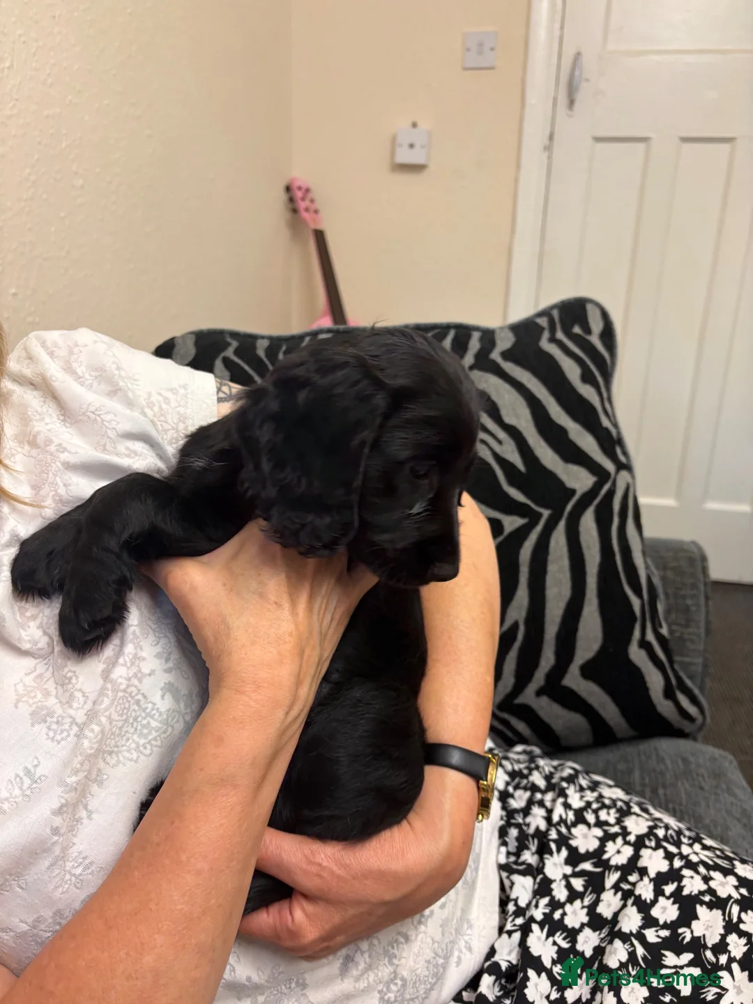 Cocker Spaniel dogs for sale: Cocker spaniels puppies for sale  - Advert 2