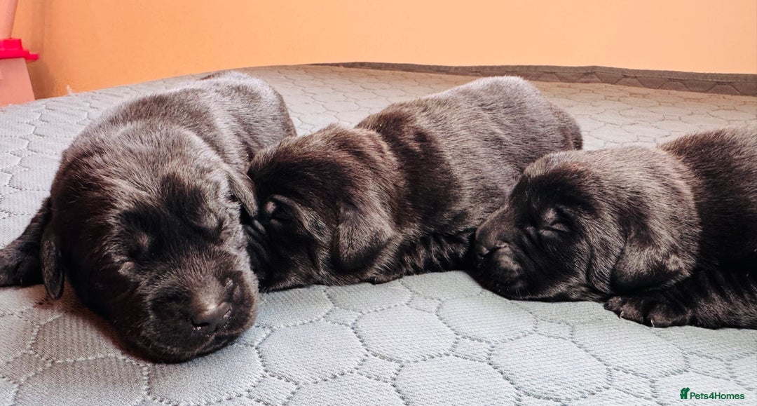 Labrador Retriever dogs for sale: Beautiful Working Black Labradors 🐾🐾 - Advert 12