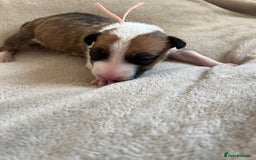 English Bull Terrier dogs for sale: English bull terriers  - Image 29