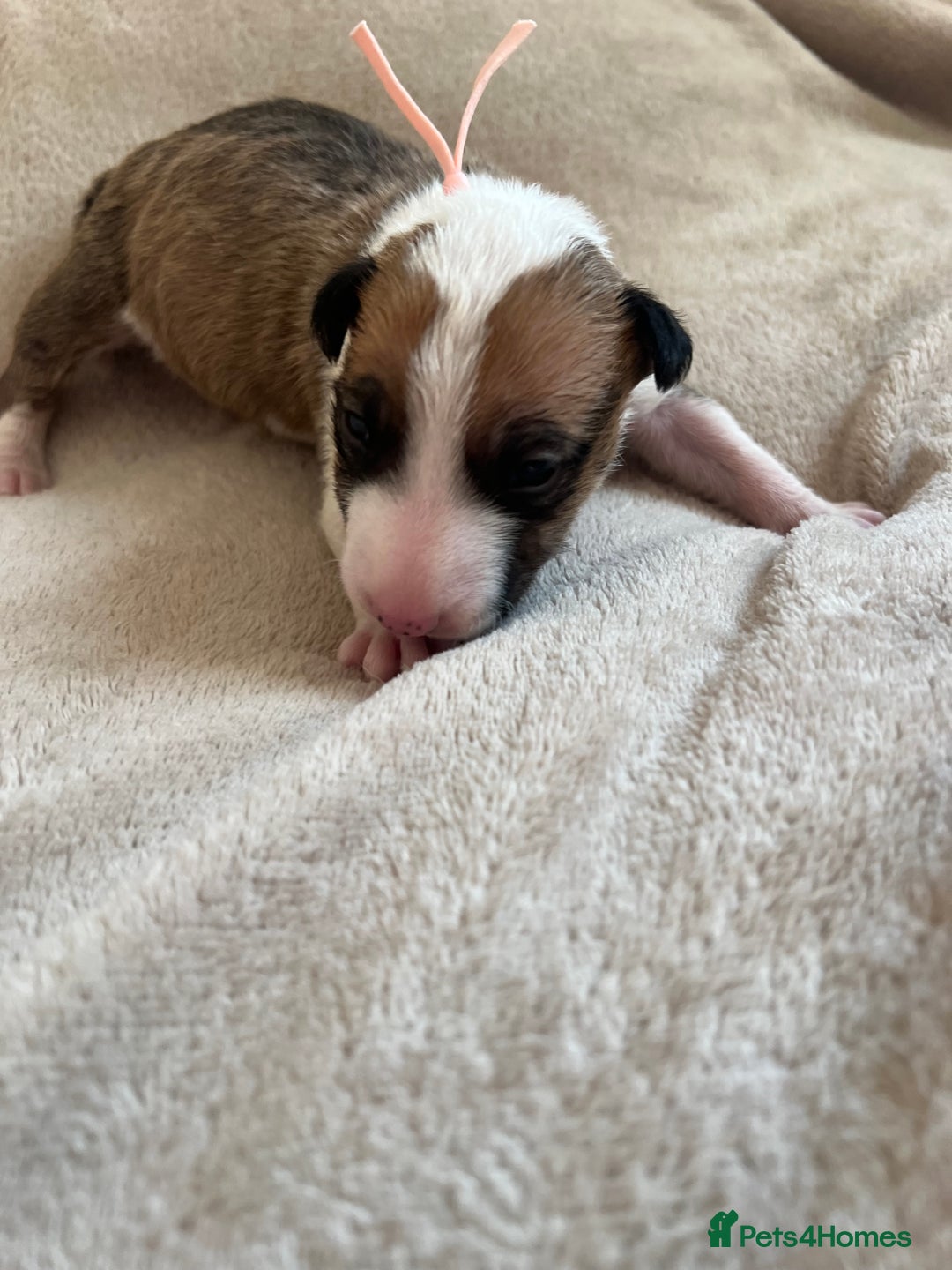 English Bull Terrier dogs for sale: English bull terriers  - Image 29