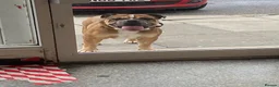 Dorset Olde Tyme Bulldogge dogs for sale: This is my handsome man hooch! - Advert 5