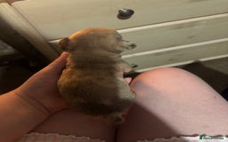 Chihuahua dogs for sale: Mixed litter of chihuahuas forsake  - Image 2