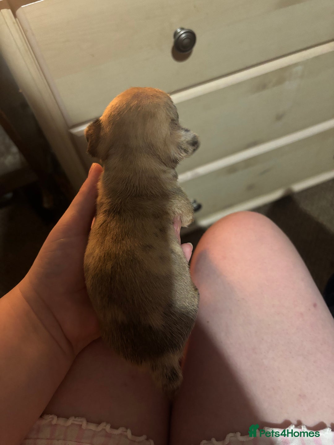 Chihuahua dogs for sale: Mixed litter of chihuahuas forsake  - Image 2