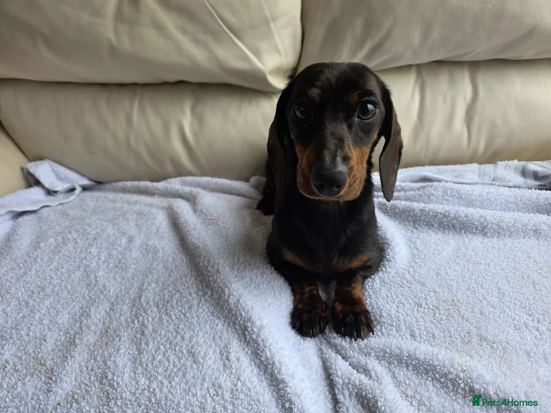 Dachshund dogs for sale: Beautiful girl for sale - Advert 4