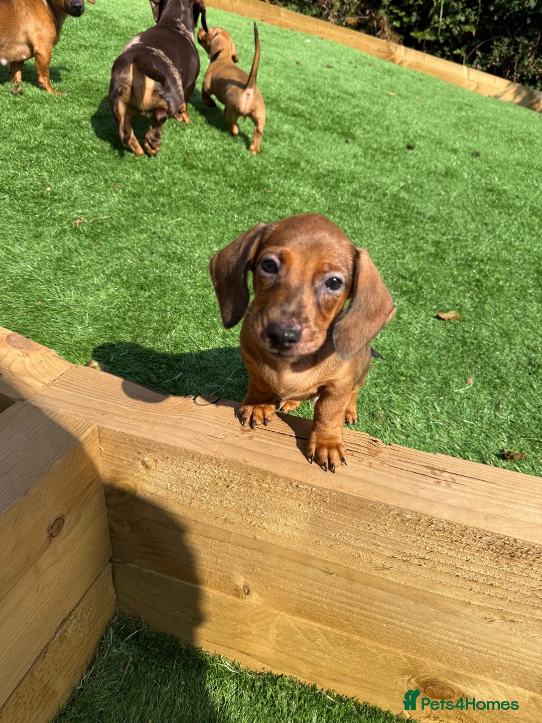 Miniature Dachshund dogs for sale: 5 miniature dachshund puppies  - Image 3