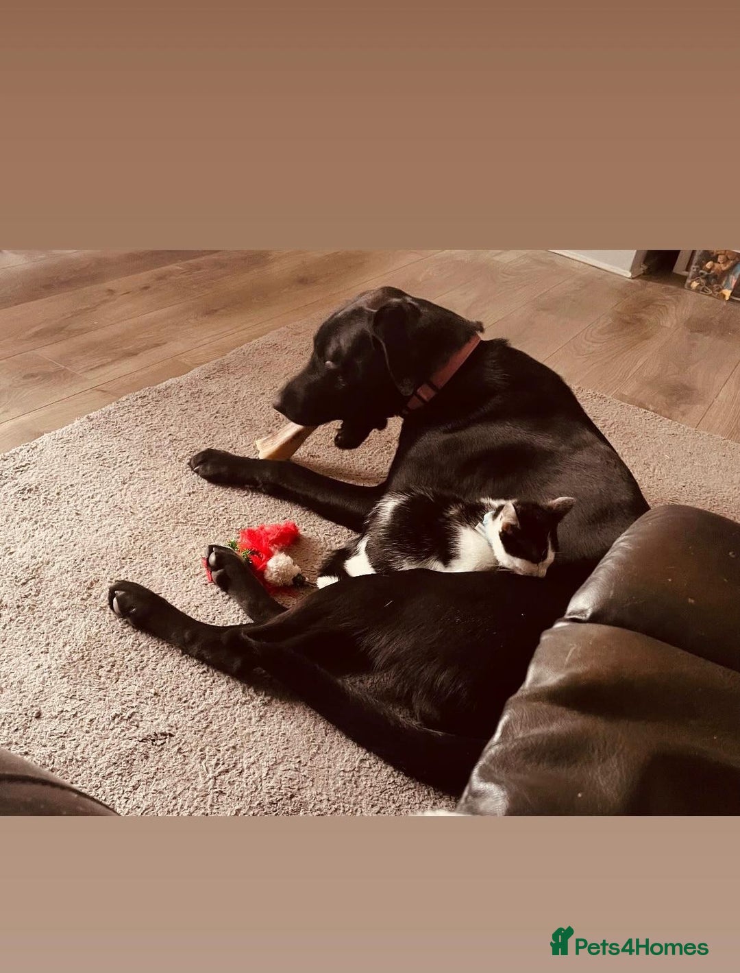 Mixed Breed cats for sale: 1 year old cat looking for her new forever home.  - Image 2