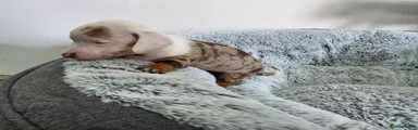 Dachshund 4
