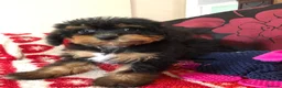 Mixed Breed dogs for sale: shihtzu/westie x toy poodle puppies for sale  - Advert 16