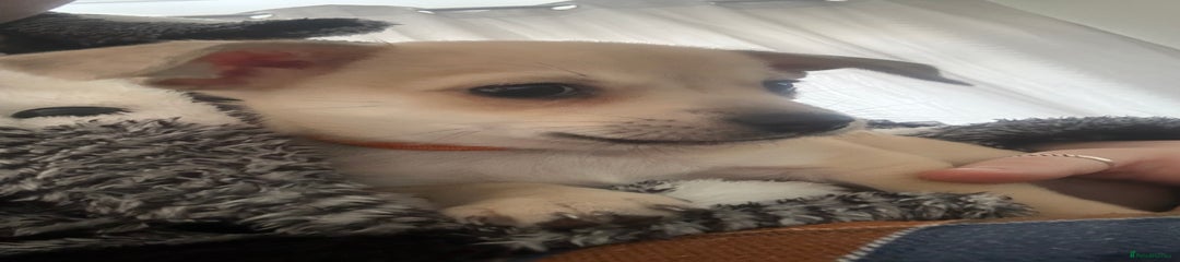 Chiweenie Orange Collar