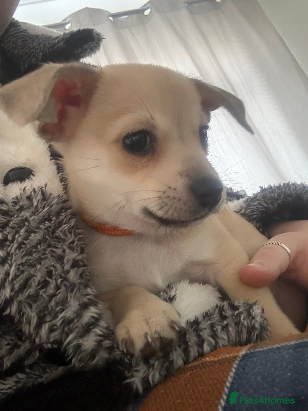 Chiweenie dogs for sale: 6 Beautiful Chiweenie Puppies *Reduced* - Advert 29