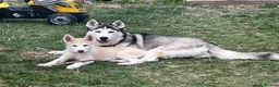 Siberian Husky dogs for sale: Stunning husky puppies - RARE white/cream  - Advert 20