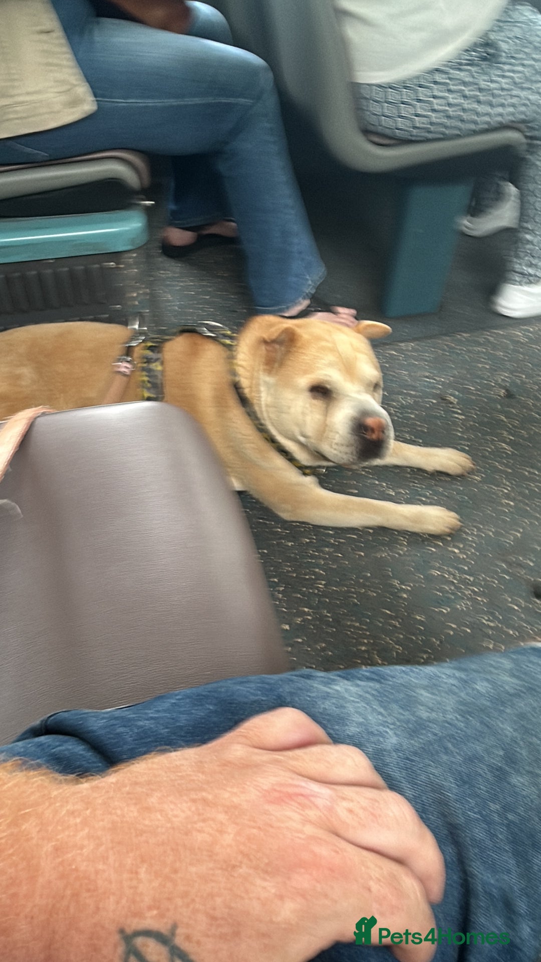Mixed Breed dogs for sale: Shar pei rehome - Image 2