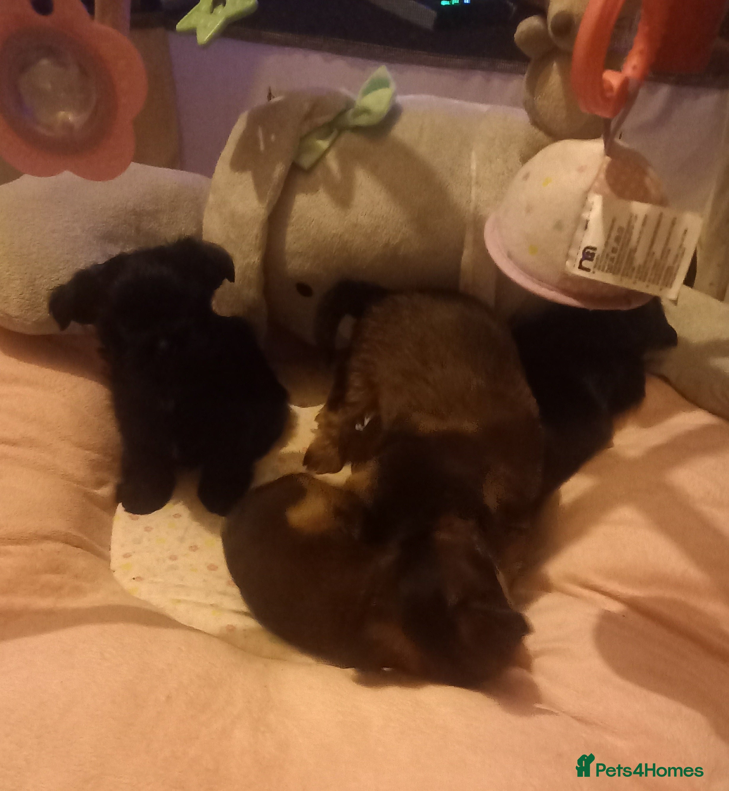 Shorkie dogs Beautiful shorkie babies  - Advert 1