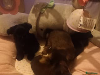 Shorkie dogs Beautiful shorkie babies - Advert 5