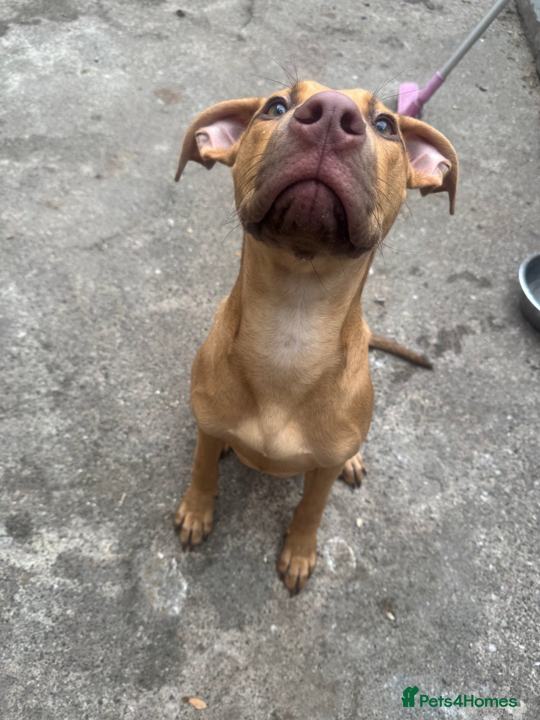 Cane Corso dogs for sale: bundle of joy for rehome  - Image 4