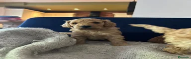 Cockapoo 2