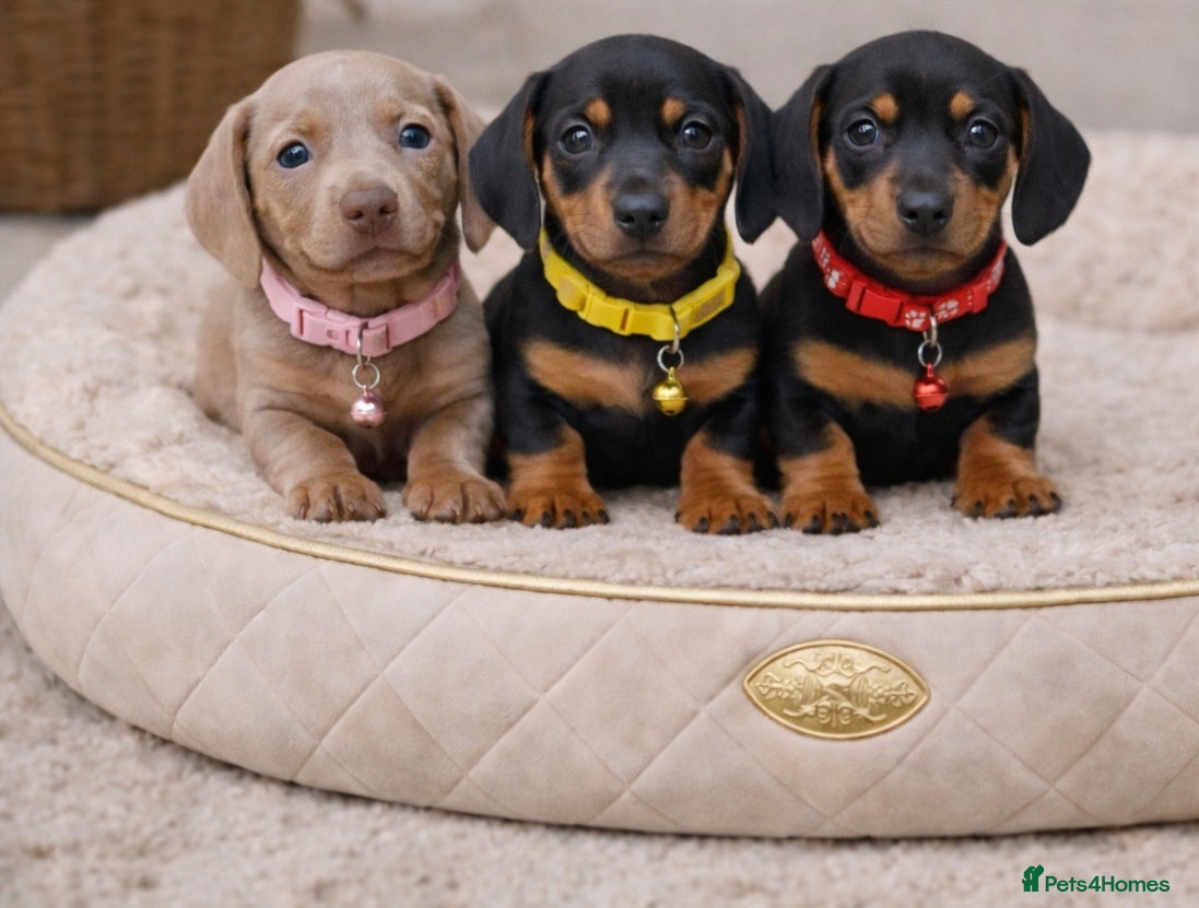 Dachshund dogs KC REG MINUTURE DACHSHUND PUPS  - Advert 1