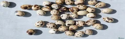 Mixed Breed poultry for sale: 🥚 Fertile Quail & Chicken Eggs – 90% Hatch Rate  - Advert 4