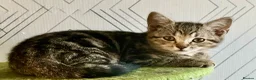 Mixed Breed cats for sale: STUNNING Tabby male and 2 x Black tabby girls.  - Advert 7