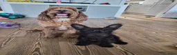 Mixed Breed dogs for sale: Juniper (junie) looking to be rehomed - Advert 10