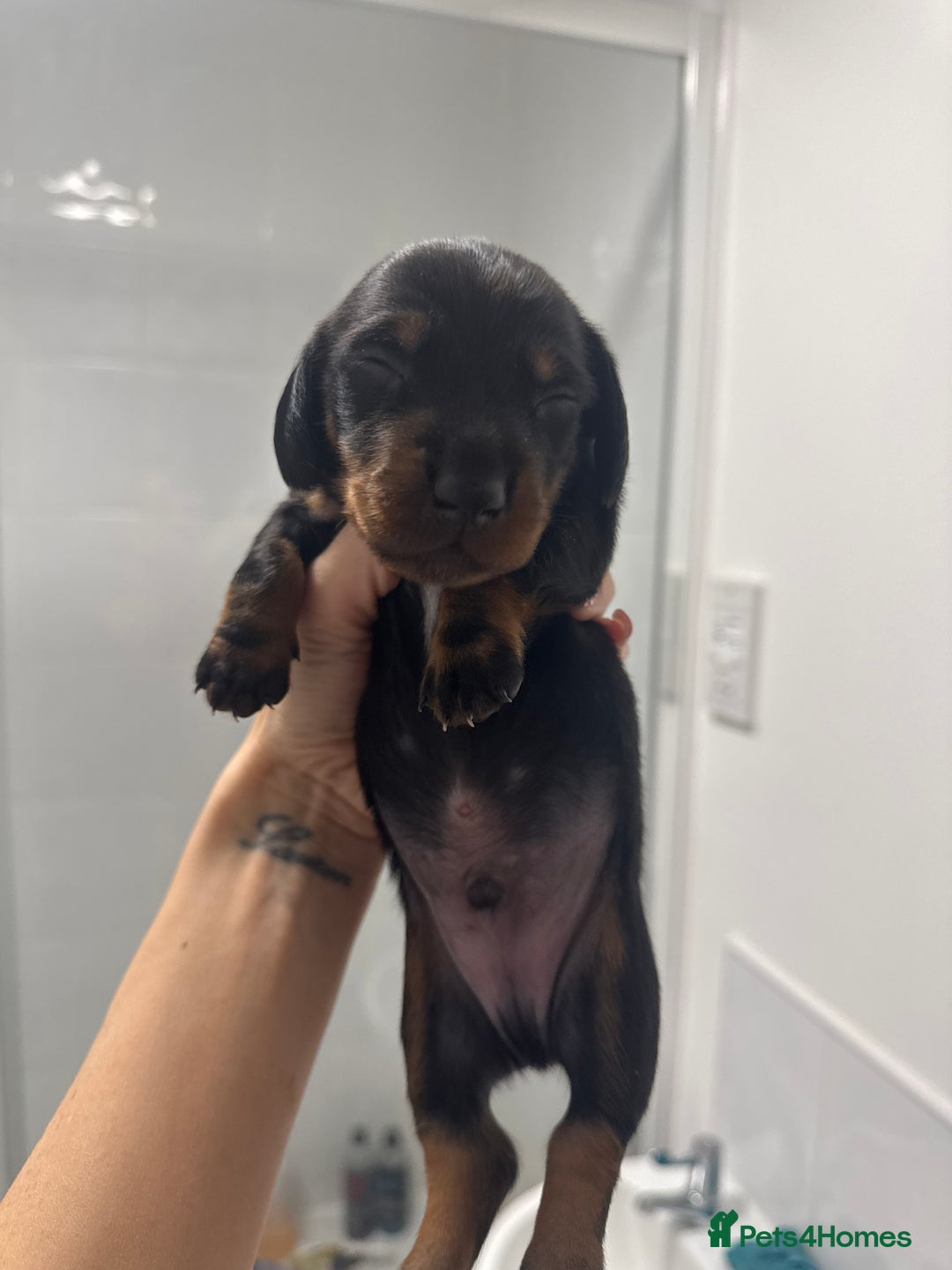 Miniature Dachshund dogs for sale: Stunning miniature dashaunds - Advert 3