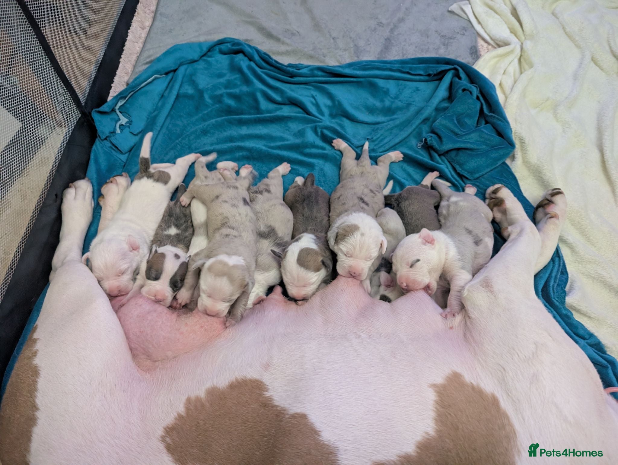 American Bulldog dogs Outstanding Merle American Bulldogs - Advert 2