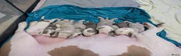 American Bulldog dogs for sale: Outstanding Merle American Bulldogs - Advert 2