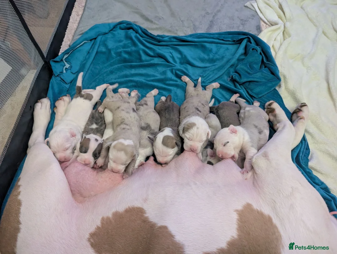 American Bulldog dogs for sale: Outstanding Merle American Bulldogs - Advert 2