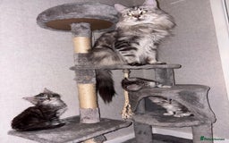 Maine Coon cats for sale: Stunning Maine coon kittens - Image 14