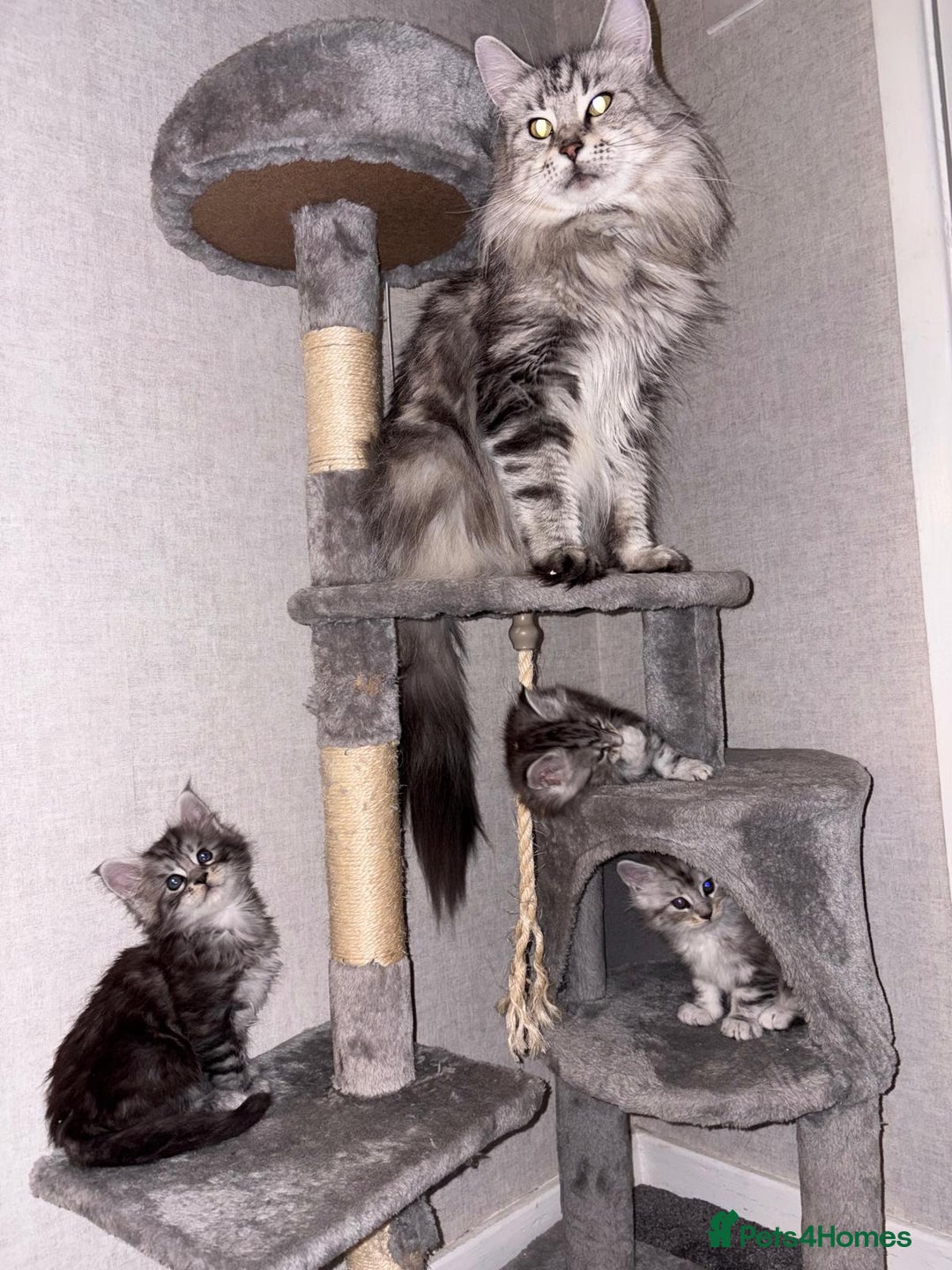 Maine Coon cats for sale: Stunning Maine coon kittens - Image 14