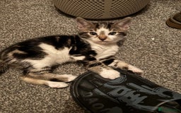 Bengal cats for sale: Half Bengal Kittens for sale  - Image 5