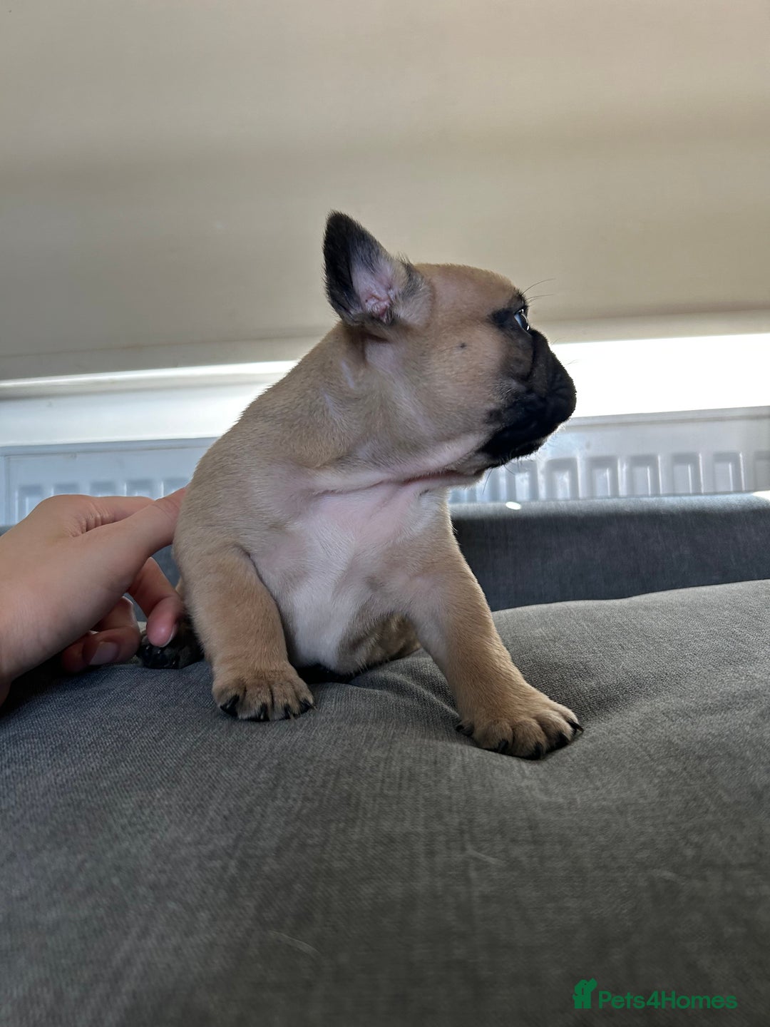 French Bulldog dogs for sale: FrenchAngels 👼🏼🐾 - Image 21