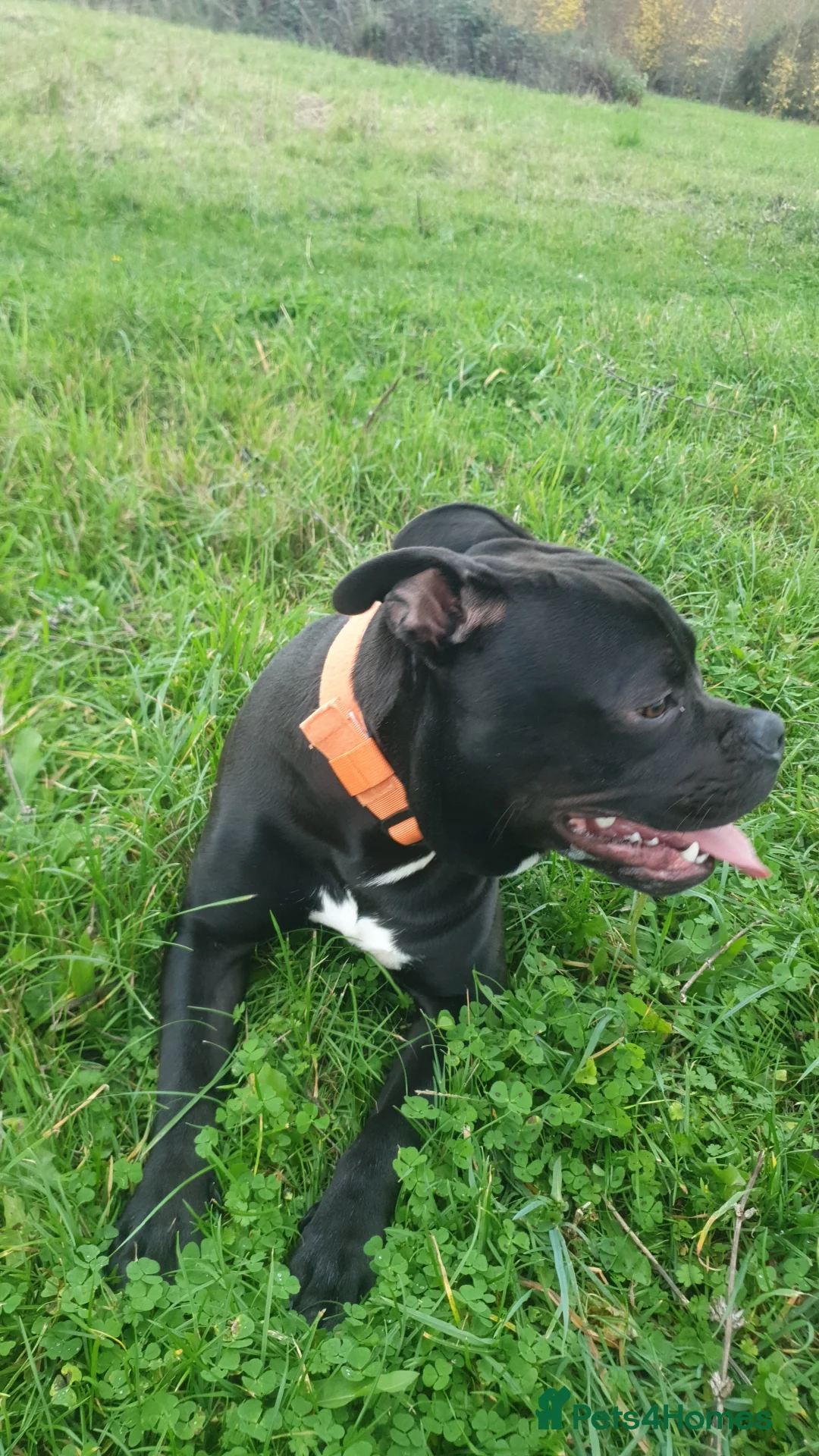 Staffordshire Bull Terrier dogs for sale: Male Staffordshire bull terrier  - Advert 3