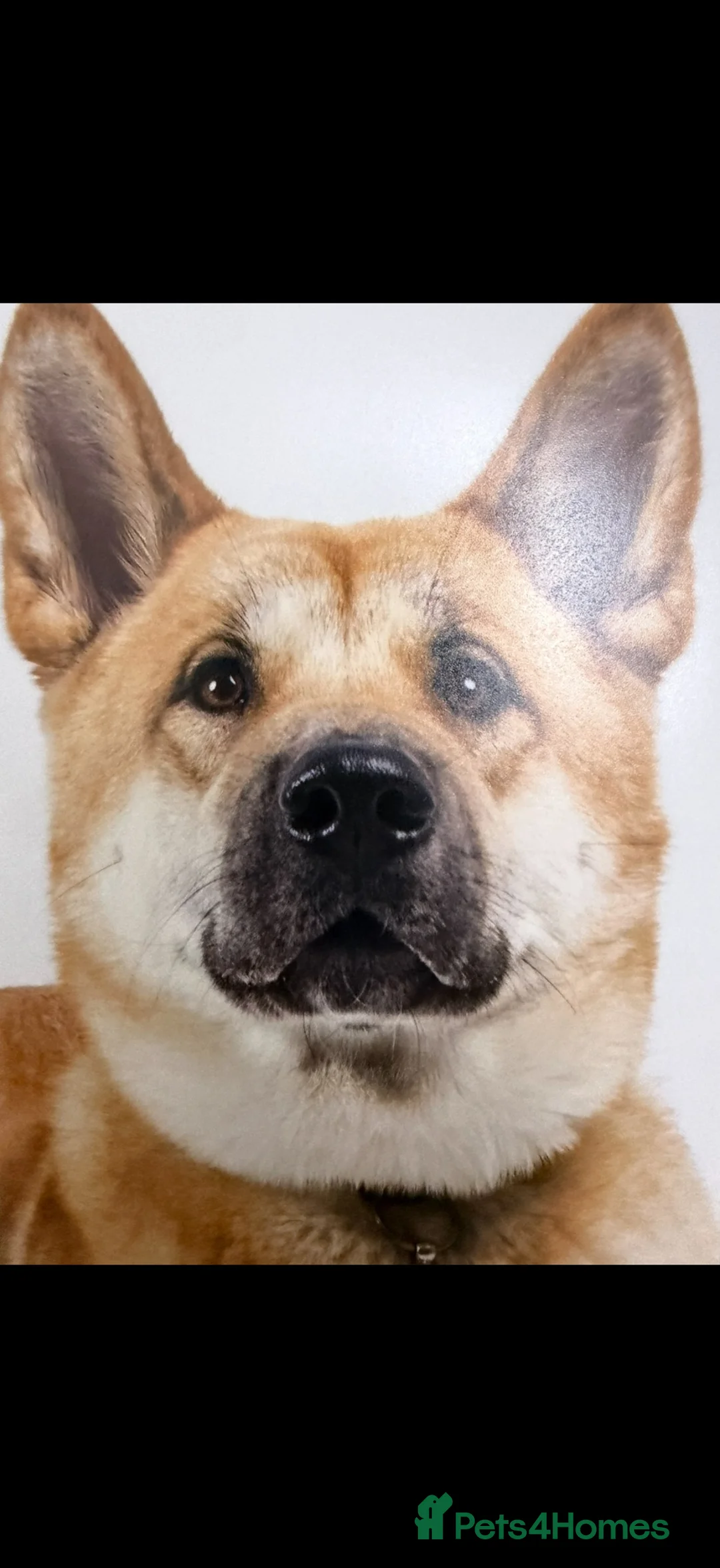 Akita dogs for sale: Akita dog for sale  - Advert 1