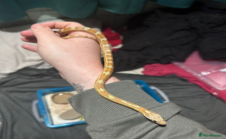 Corn Snake reptiles Caramel difused cornsnake starter setups - Advert 6