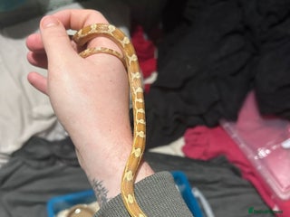 Corn Snake reptiles Caramel difused cornsnake starter setups - Advert 4