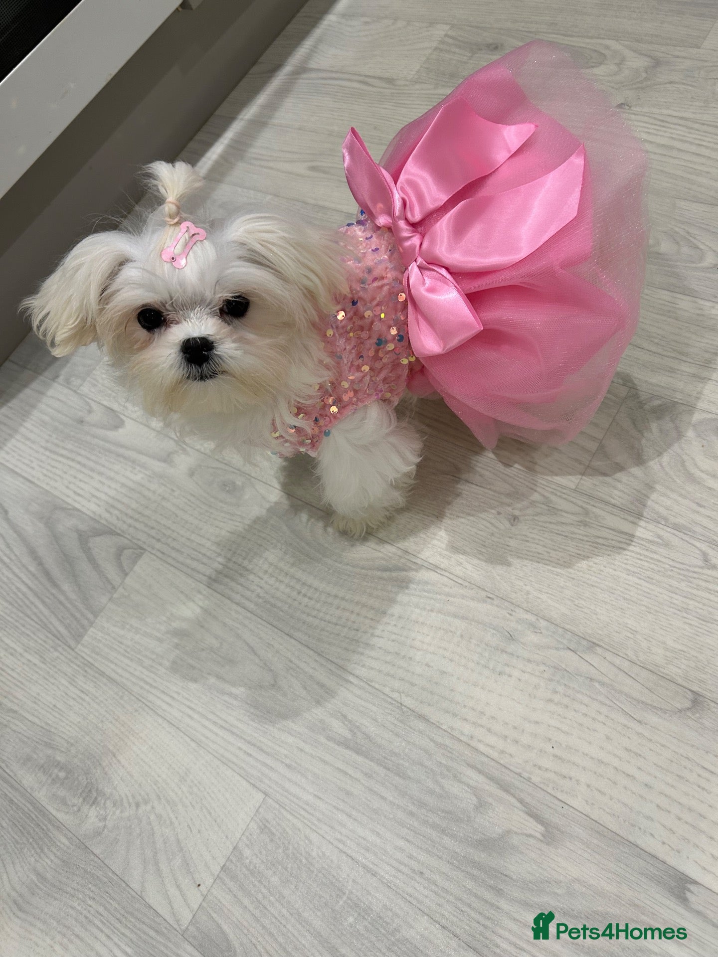 Maltese dogs Tiny Maltese Girl, ready now KC Reg - Advert 10