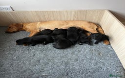 Labrador Retriever dogs for sale: KC Registered Black Labradors Edinburgh - Image 2