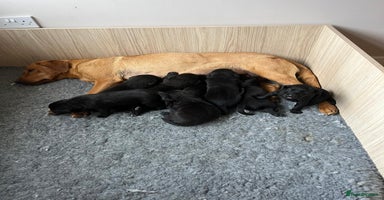 Labrador Retriever dogs - Advert 1