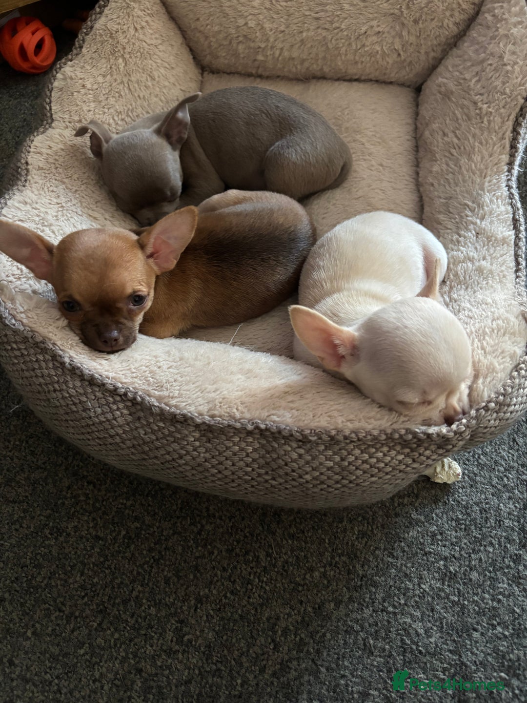 Chihuahua dogs for sale: KC Smooth coat tiny Chihuahua puppies - Image 2