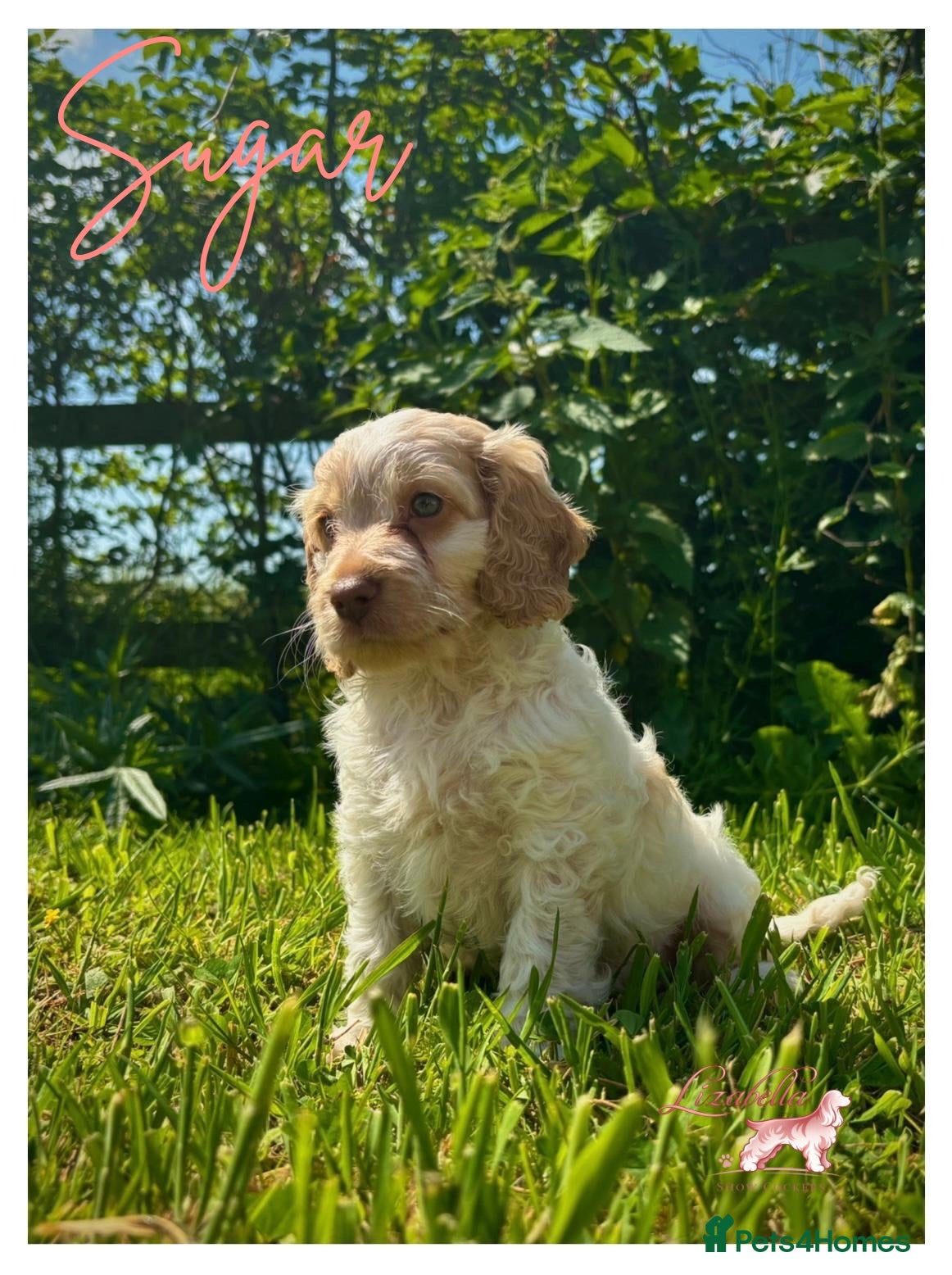 Cockapoo dogs Beautiful Health Tested F1 Cockapoo Puppies - Advert 2