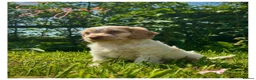 Cockapoo dogs for sale: Beautiful Health Tested F1 Cockapoo Puppies - Advert 2