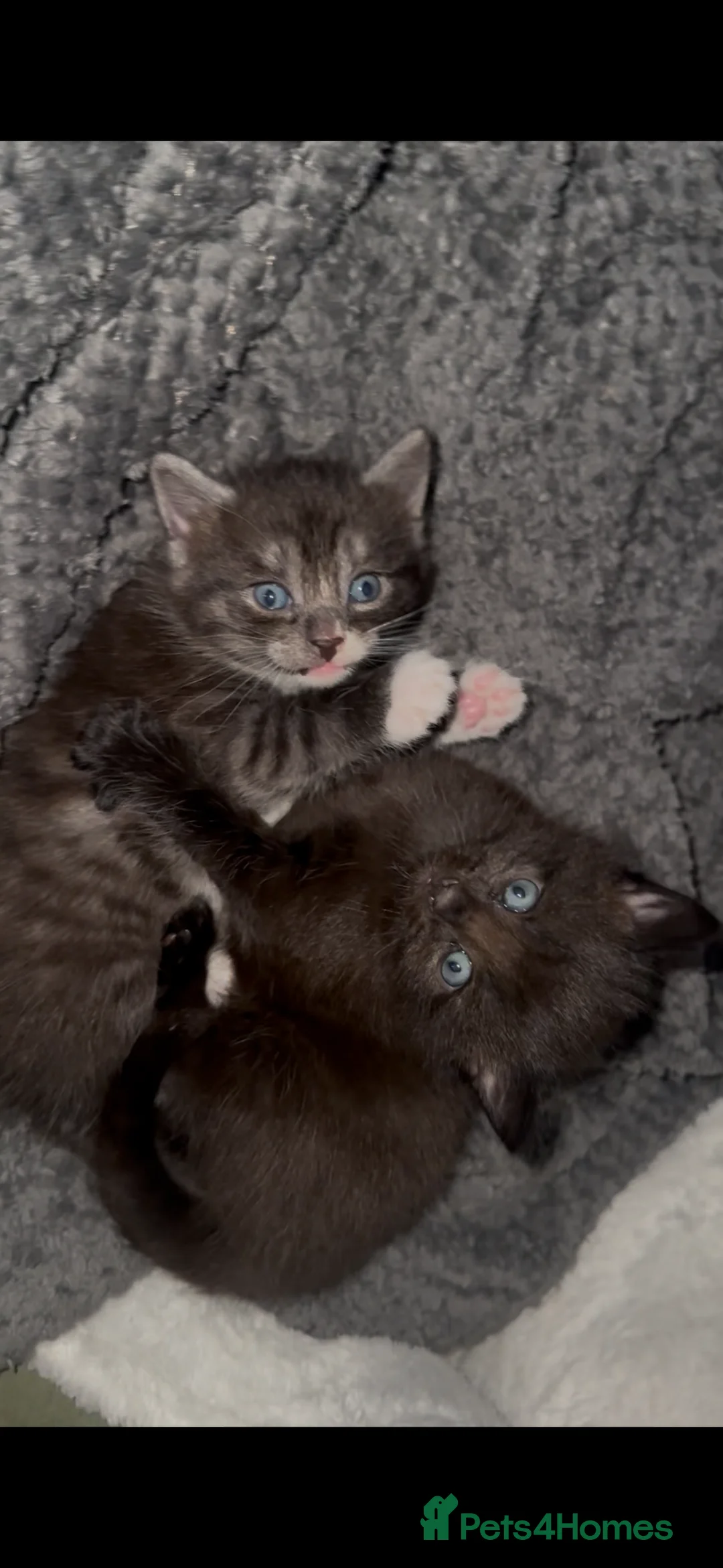 Siberian cats for sale: One pure Siberian male- 4th litter very large  - Advert 13