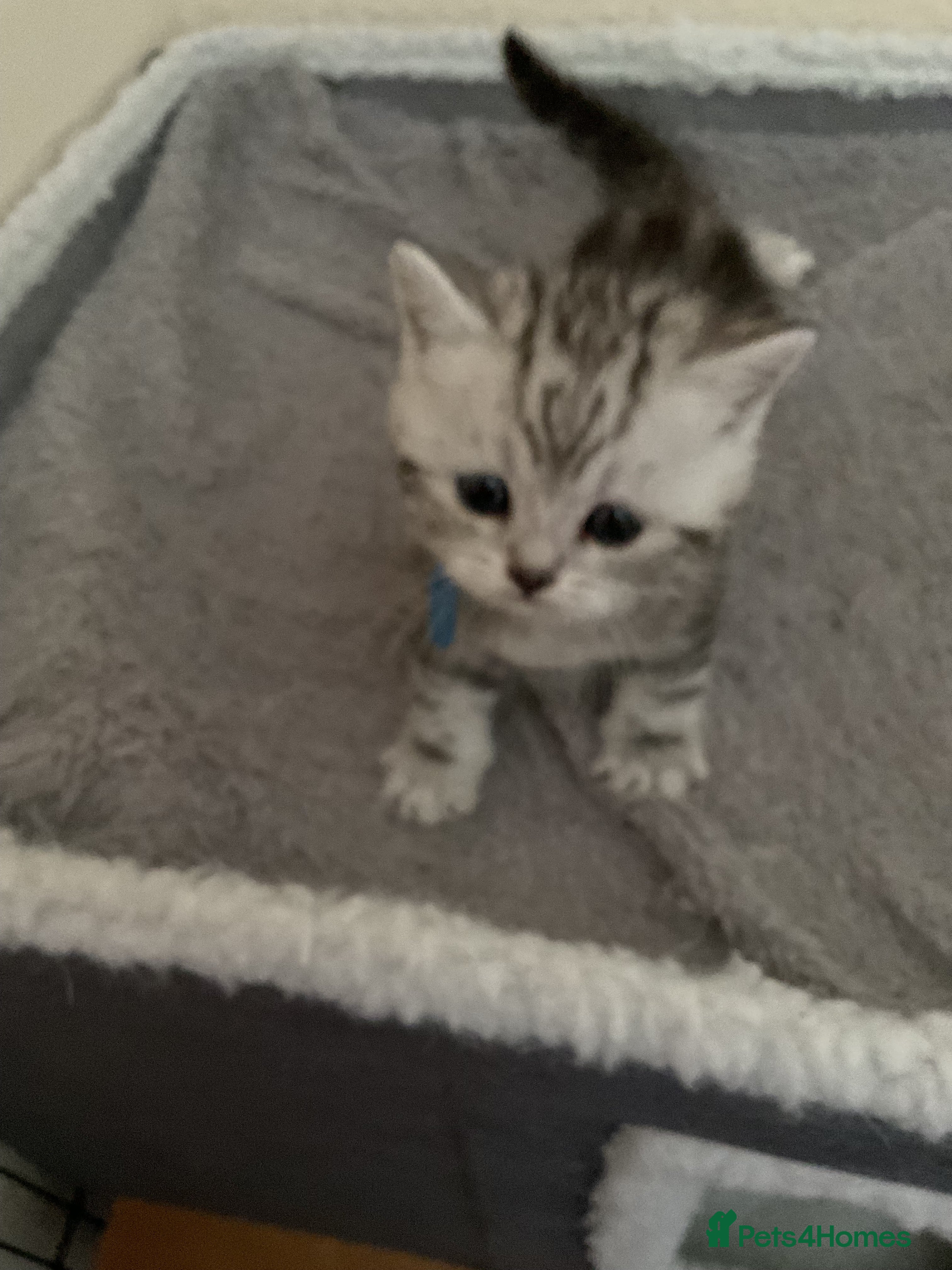 Scottish Fold cats for sale: Scottish fold kittens  in Northampton - Advert 6