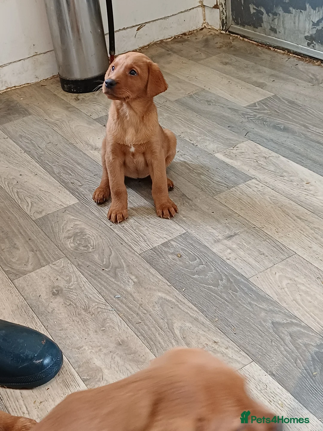 Labrador Retriever dogs for sale: LABRADOR PUPPIES - FOX RED - Advert 5