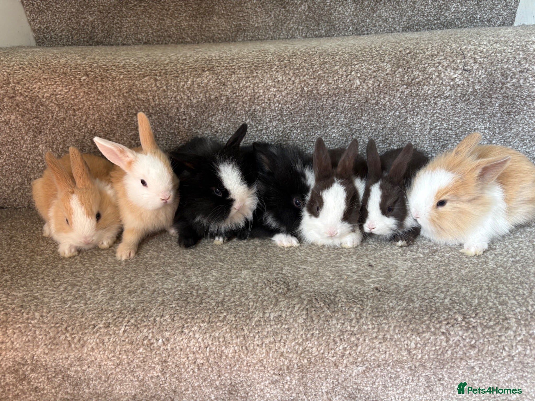 Mixed Breed rabbits Bunnies for sale - Advert 2